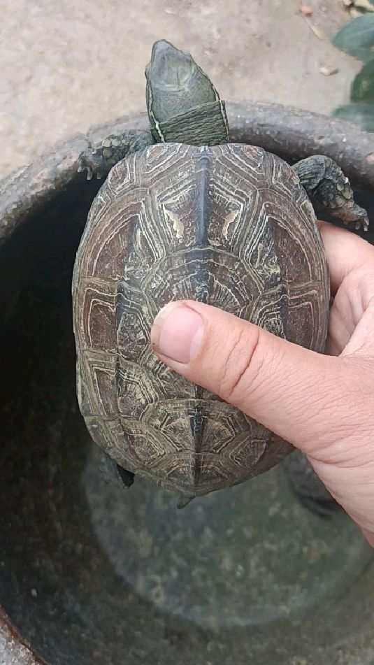 刀刻纹大头草龟和墨龟腐皮干养第四天坚持干养不泡药