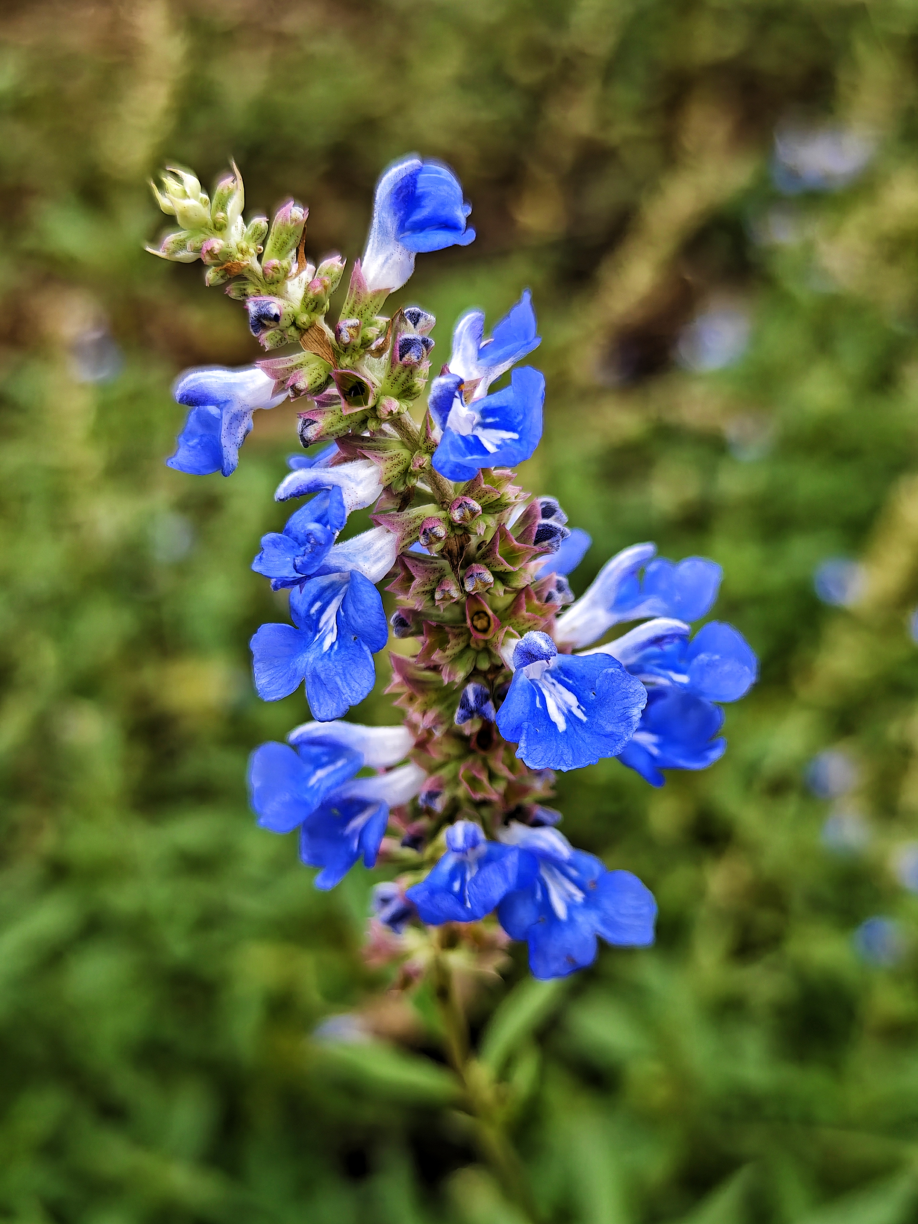 天蓝鼠尾草喜欢温暖明亮的环境,但它也不畏寒,能耐受-15℃的低温天