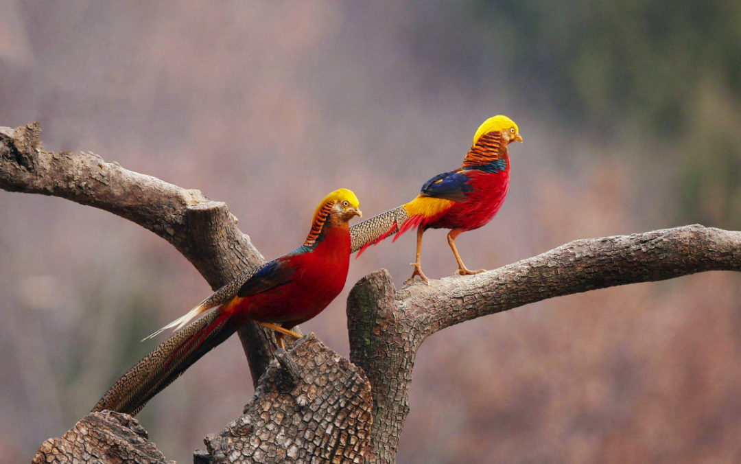 中国教授花一生致力于为枇杷"改名",去他的"日本山楂"!67