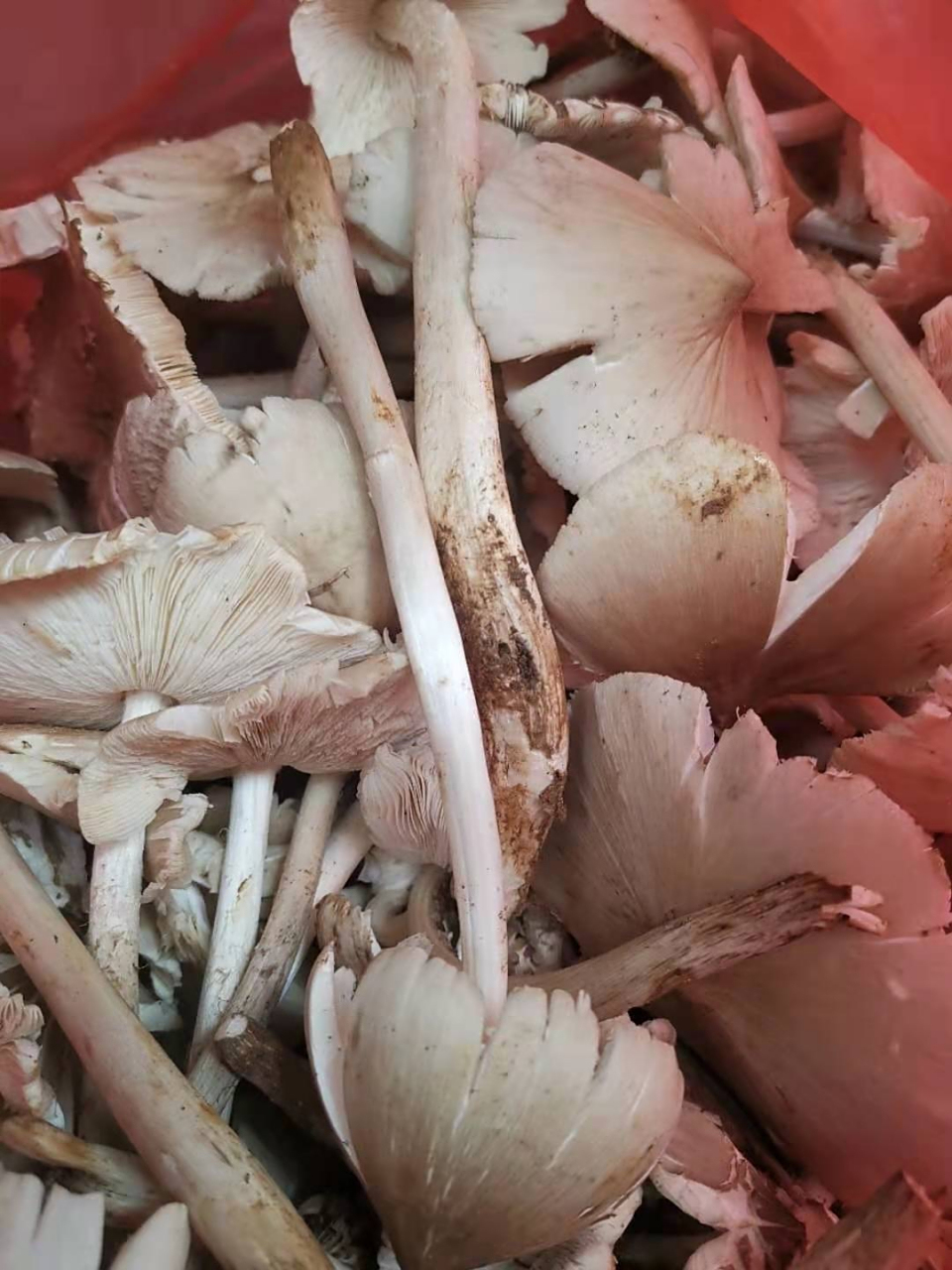 五月菇,又称为鸡枞菌,松茸菇,秀珍菇等,是一种珍贵的食用菌.