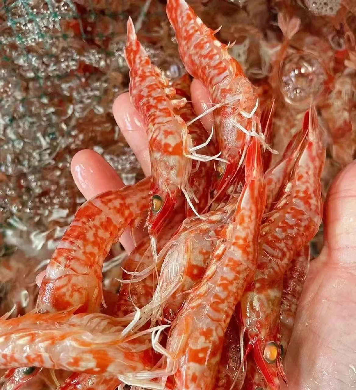 野生樱花虾!挑好沙线,又甜又脆 当季天然海虾!