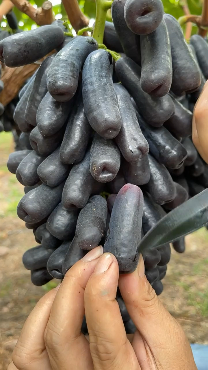 手指一样长的葡萄你吃过吗它叫月光之泪