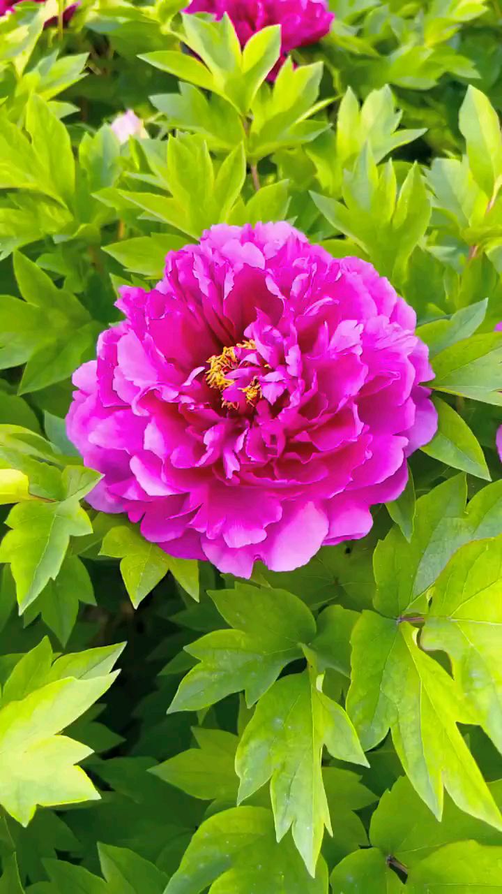 国色天香牡丹花,牡丹品种:紫二乔