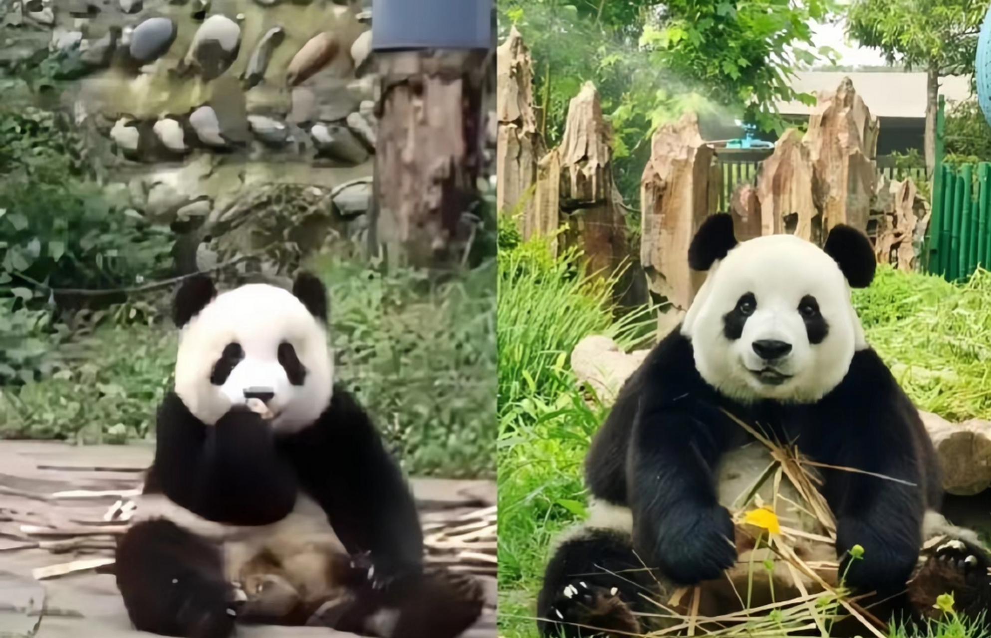 飞云从小脸就比其他熊猫圆乎一圈,因为继承了英英家族的大体格.