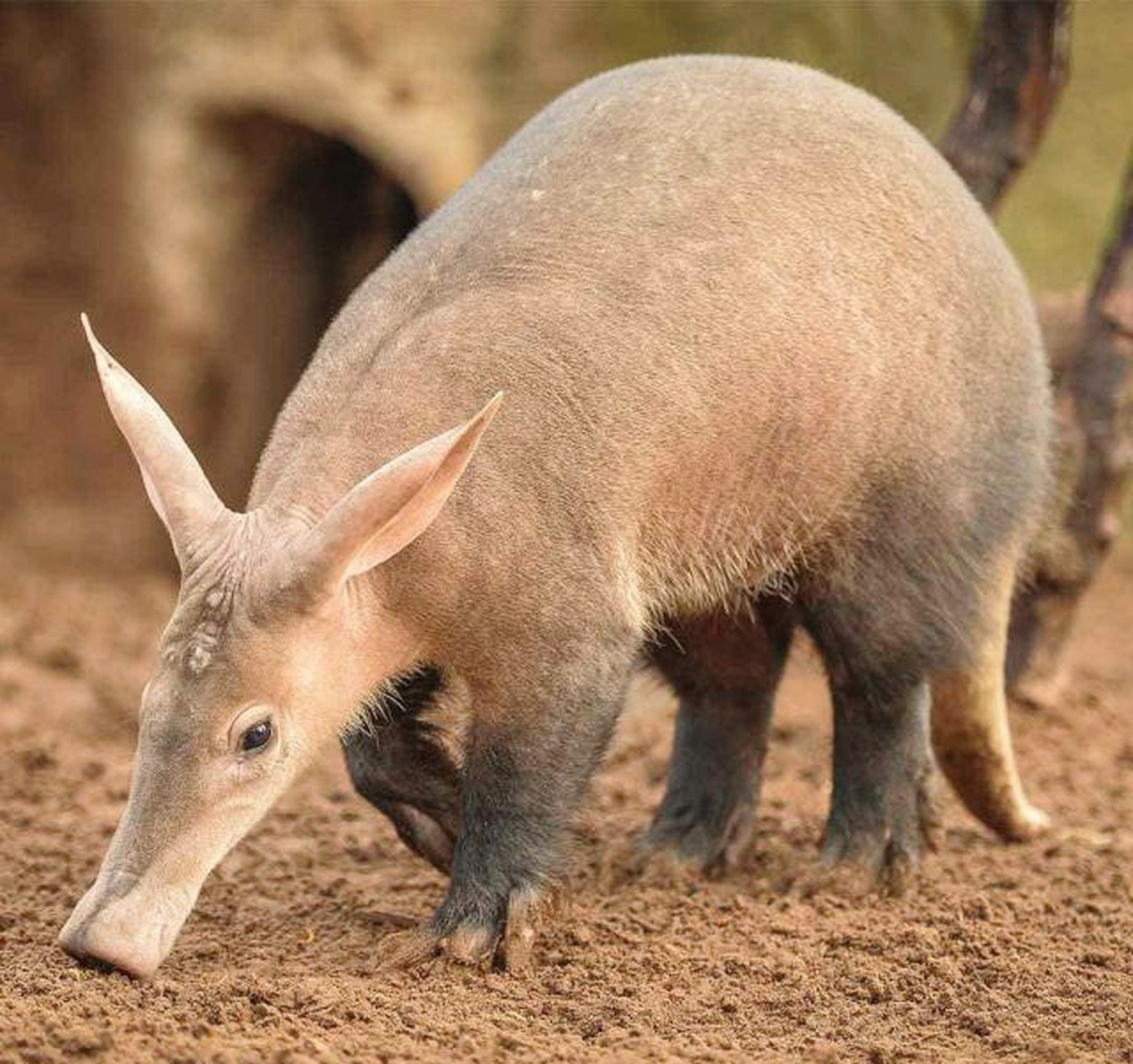 长鼻子,长耳朵,鼻孔超大,长相清奇,这到底是啥动物?#趣图搞笑