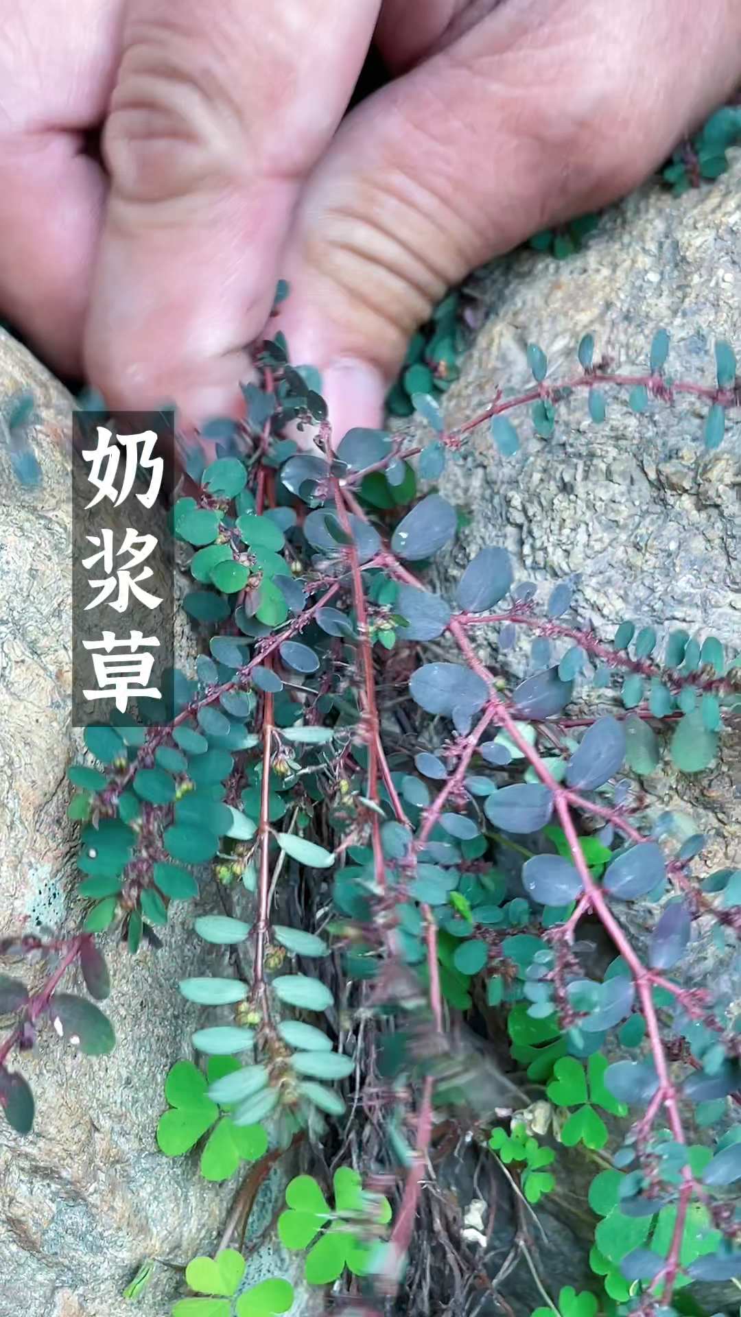 这种农村常见的奶浆草,认识的人都把它当作宝-度小视