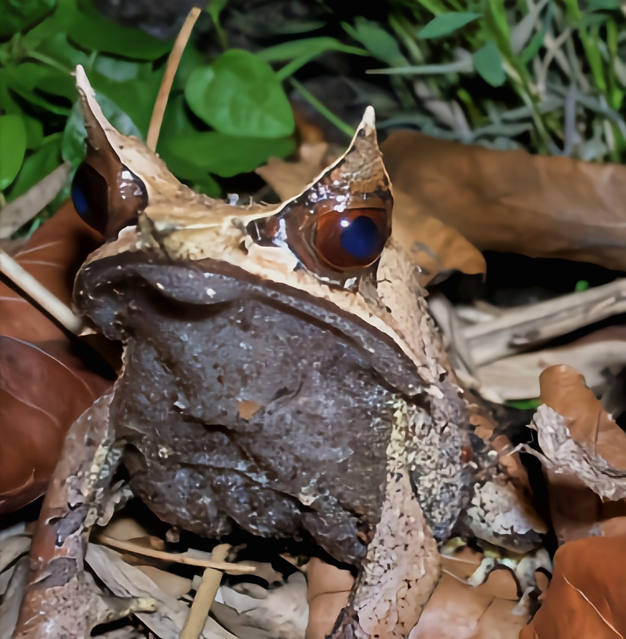 每天认识一种动物——三角枯叶蛙 三角枯叶蛙别名尖吻山角蟾,是角蟾科