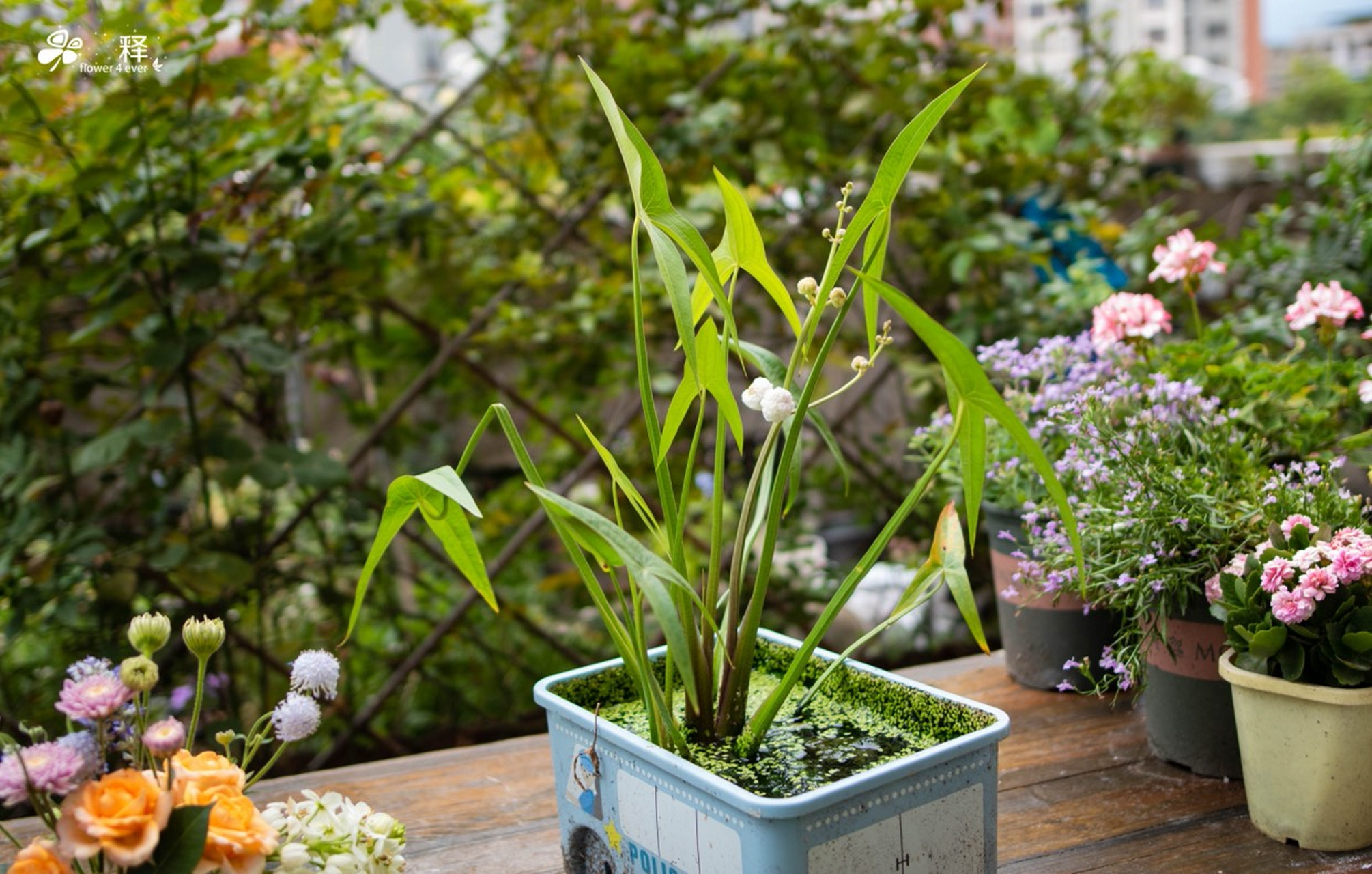 日本重瓣花慈姑 茨菇很多人都吃过,但是它的花见过人的少之又少,这种