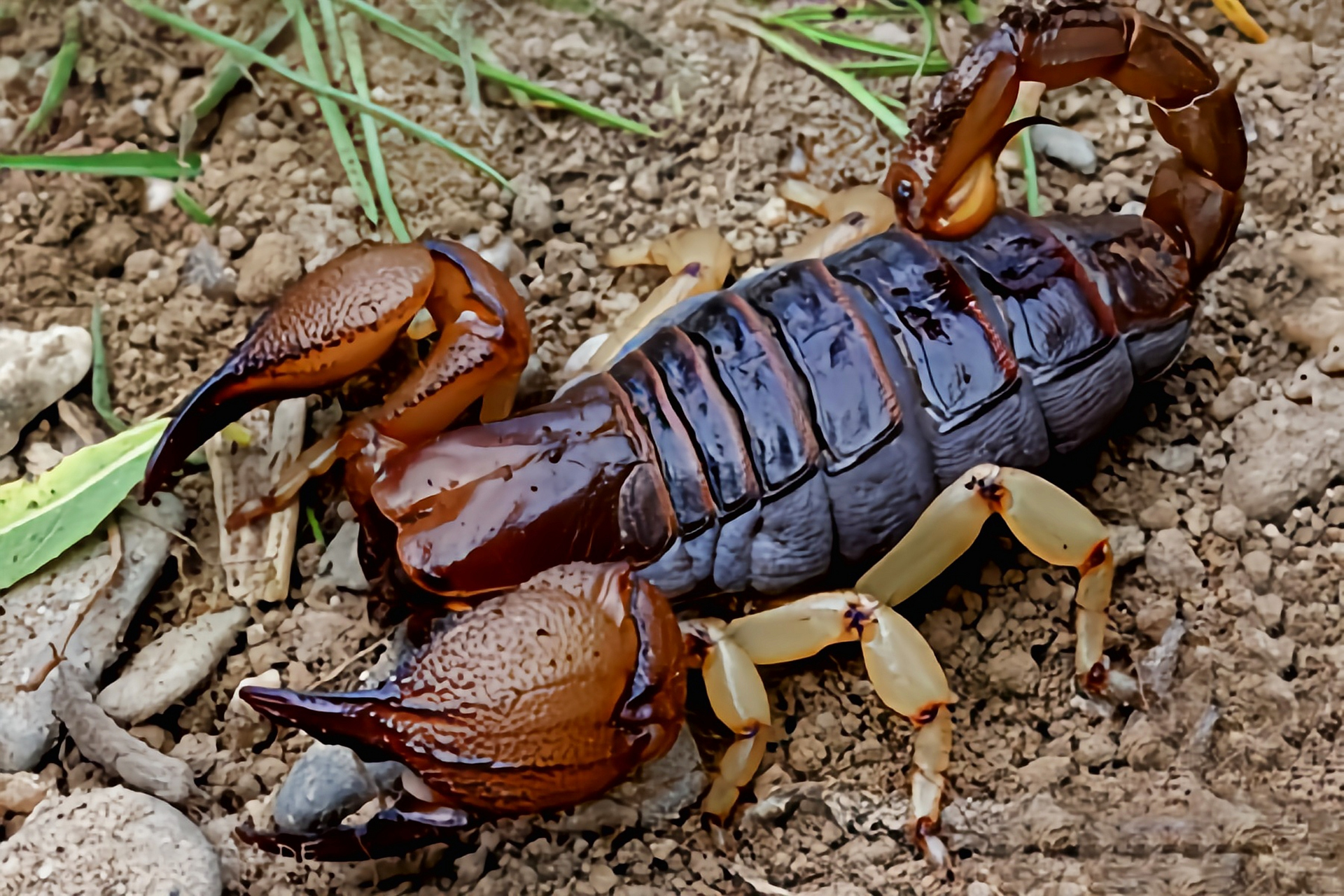 成蝎体长8-12厘米,钳肢,头胸部黄褐色,钳肢前
