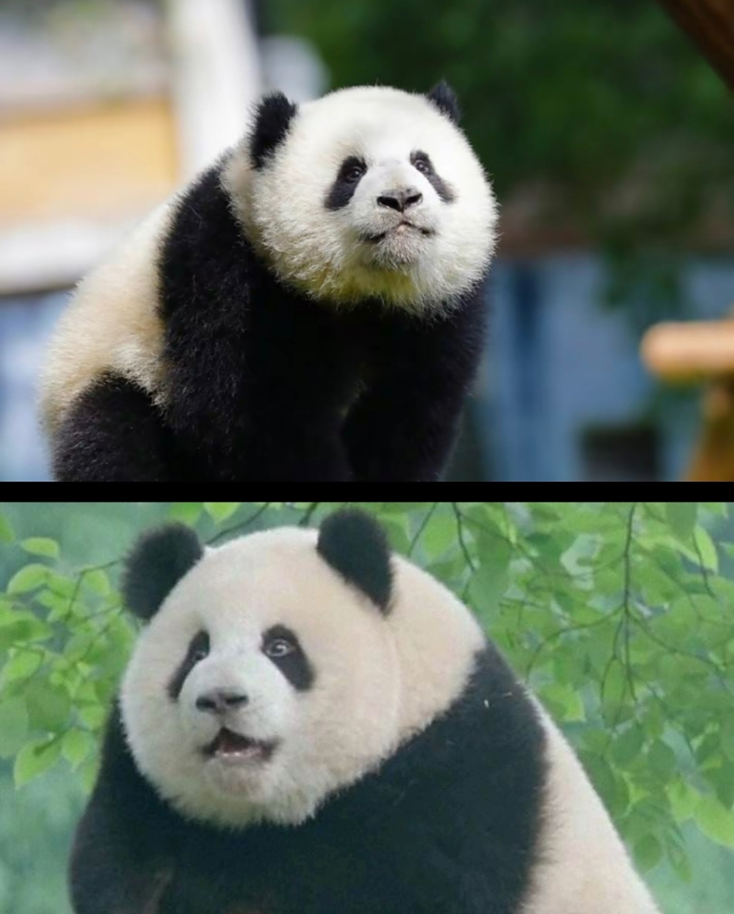 渝爱和辰辰真的好像,都是挺猪的大熊猫[偷笑],好可爱好可爱#大熊猫