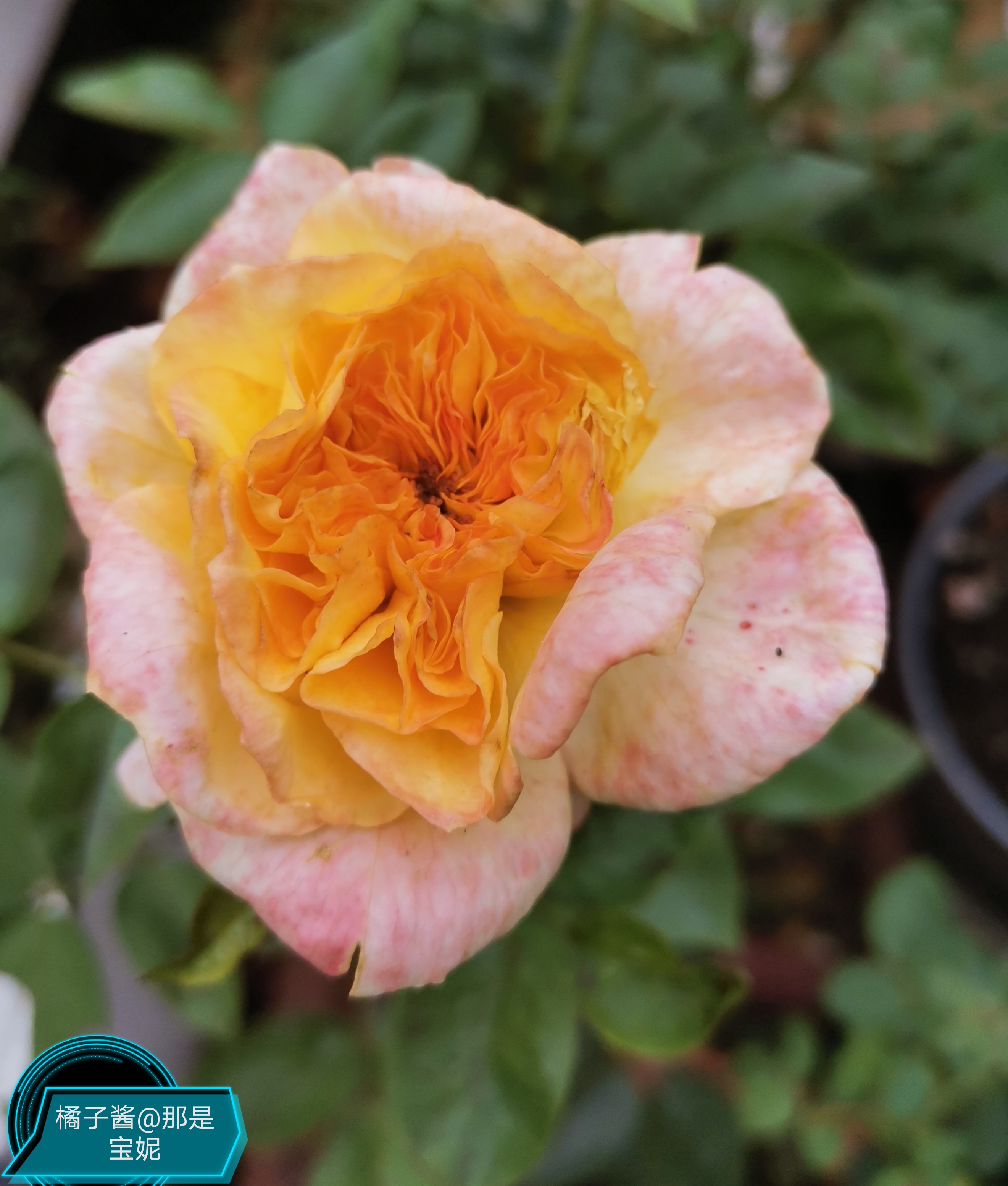 橘子酱月季非常好闻,是那种非常浓郁的甜香味