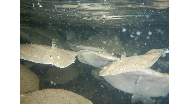 多宝鱼和鸦片鱼的区别