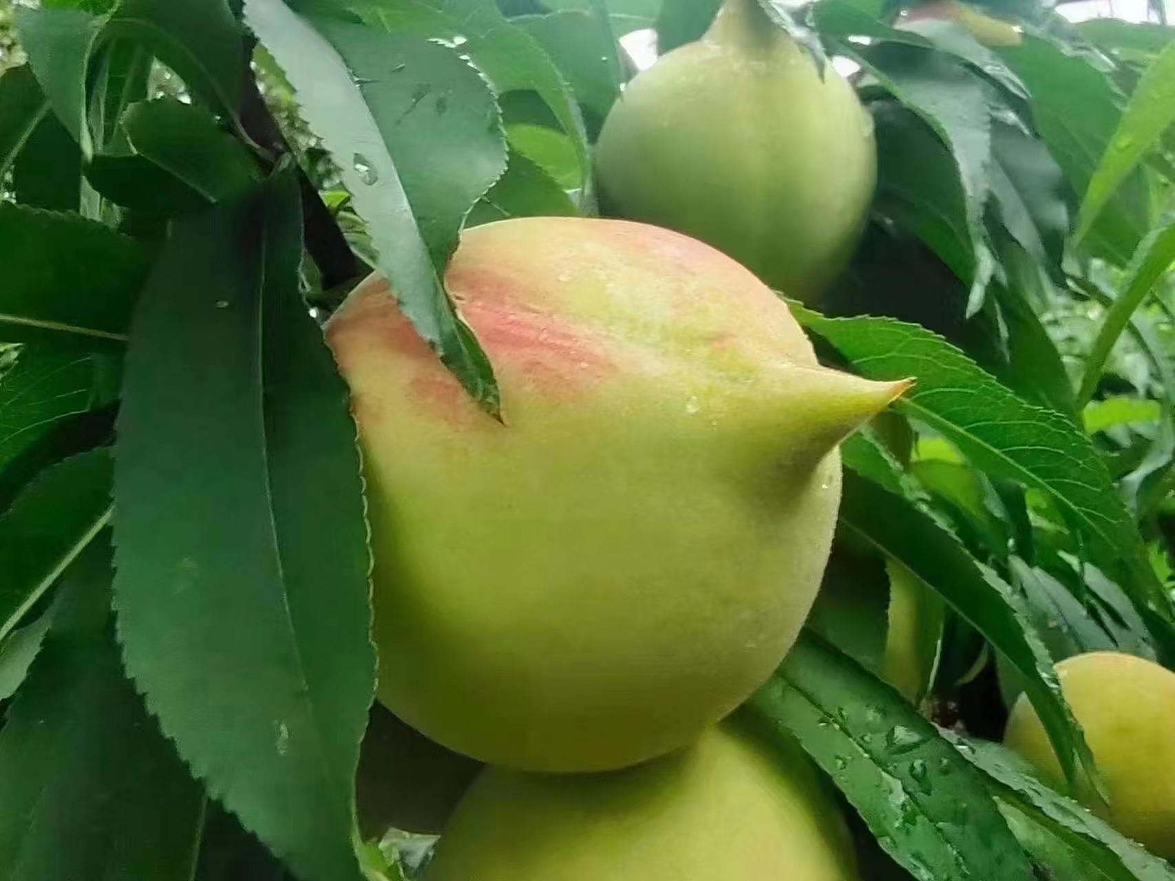 鹰嘴水蜜桃,脆甜爽口,忘不了那个味,果园摘桃咯,有吃过的么?