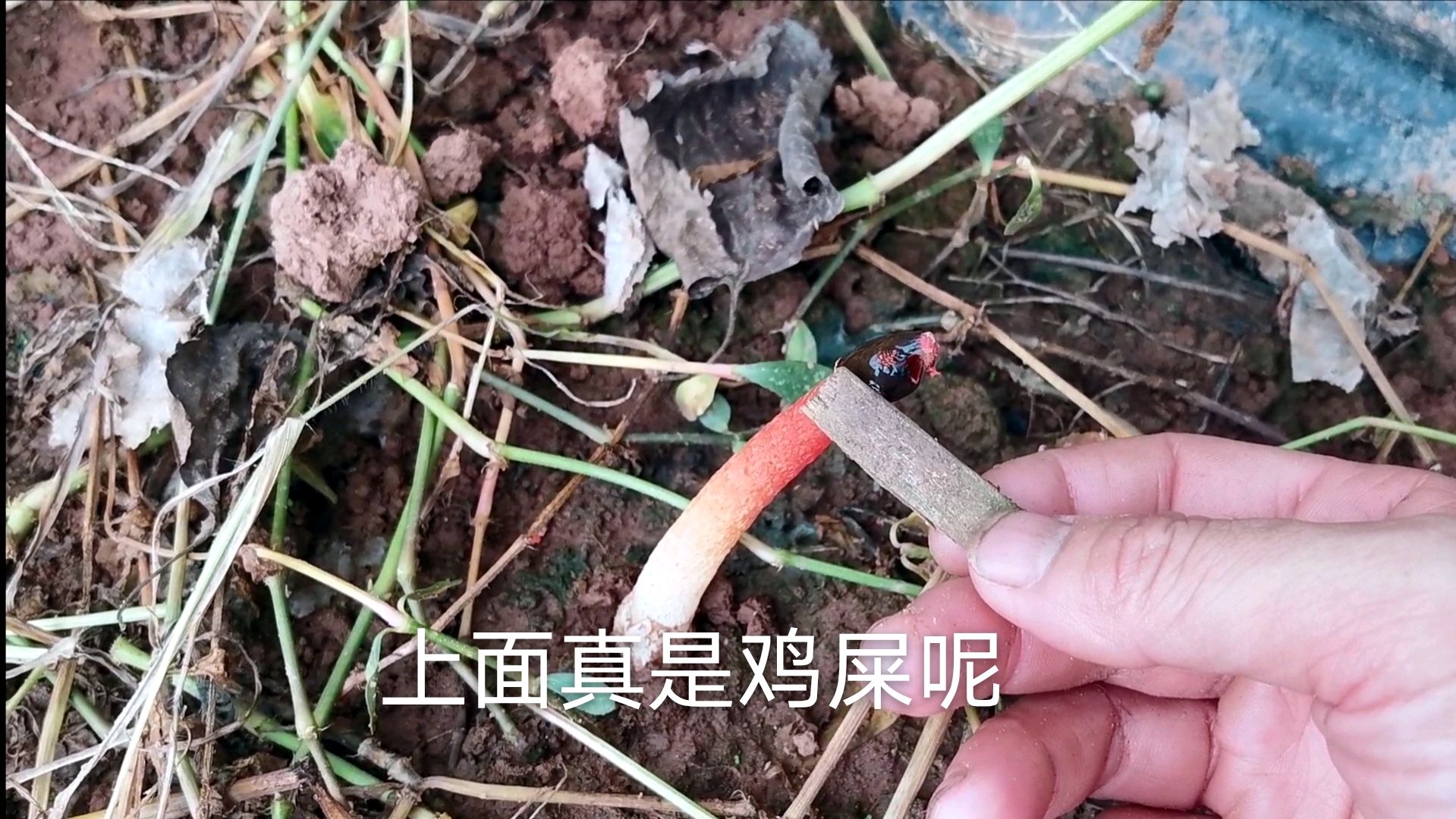 夏季的农村会长很多野生菌类,鸡屎菇真是鸡屎上长出来的吗