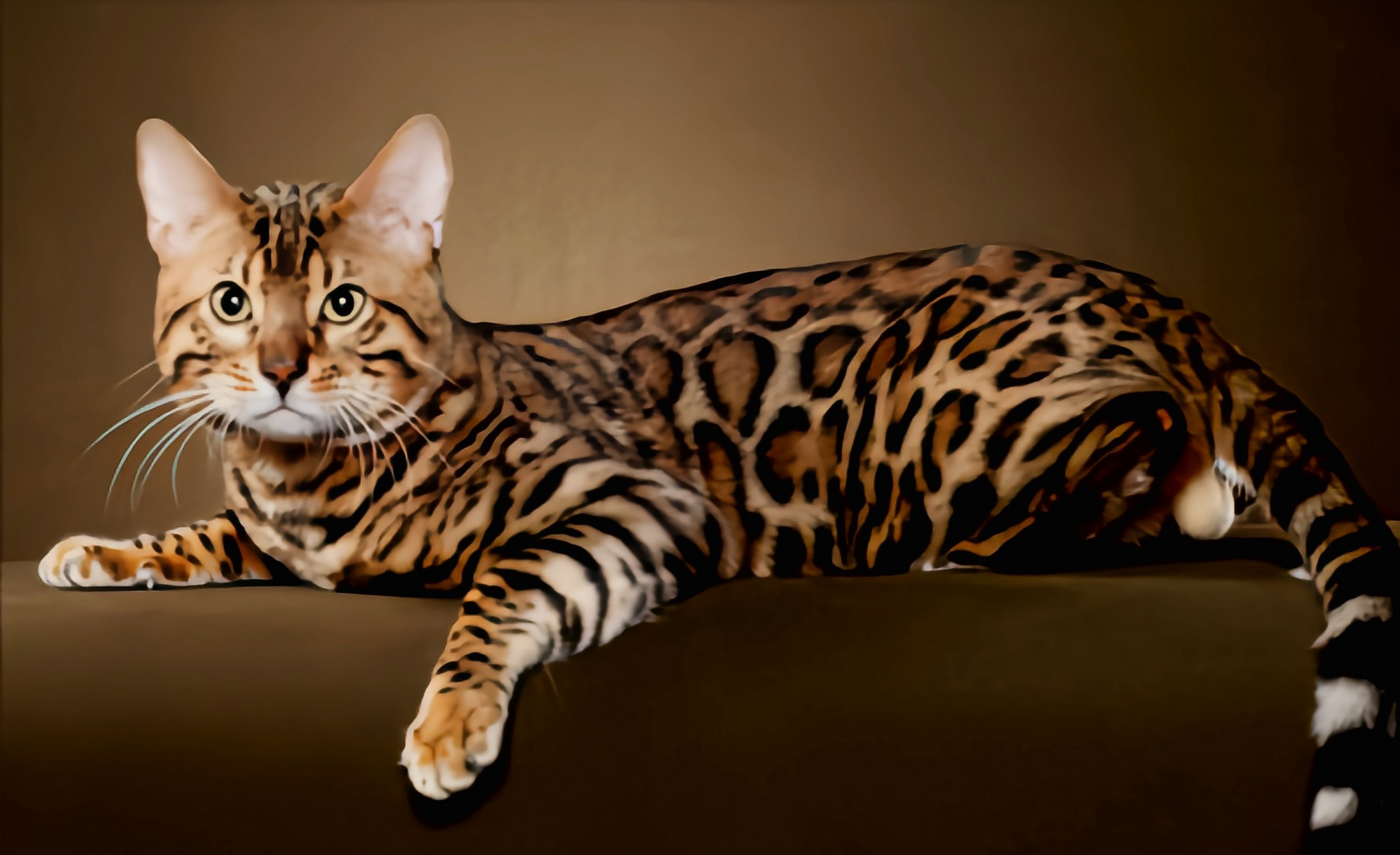 孟加拉豹猫别名皇家豹猫,杂交猫科动物,由黑色短毛埃及猫与亚洲豹纹母