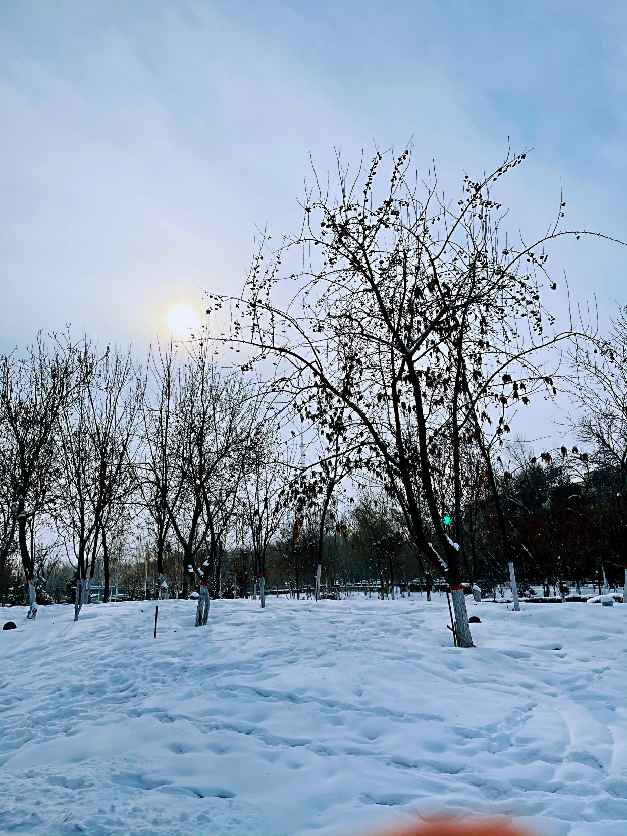 石河子冬天的美景图片图片