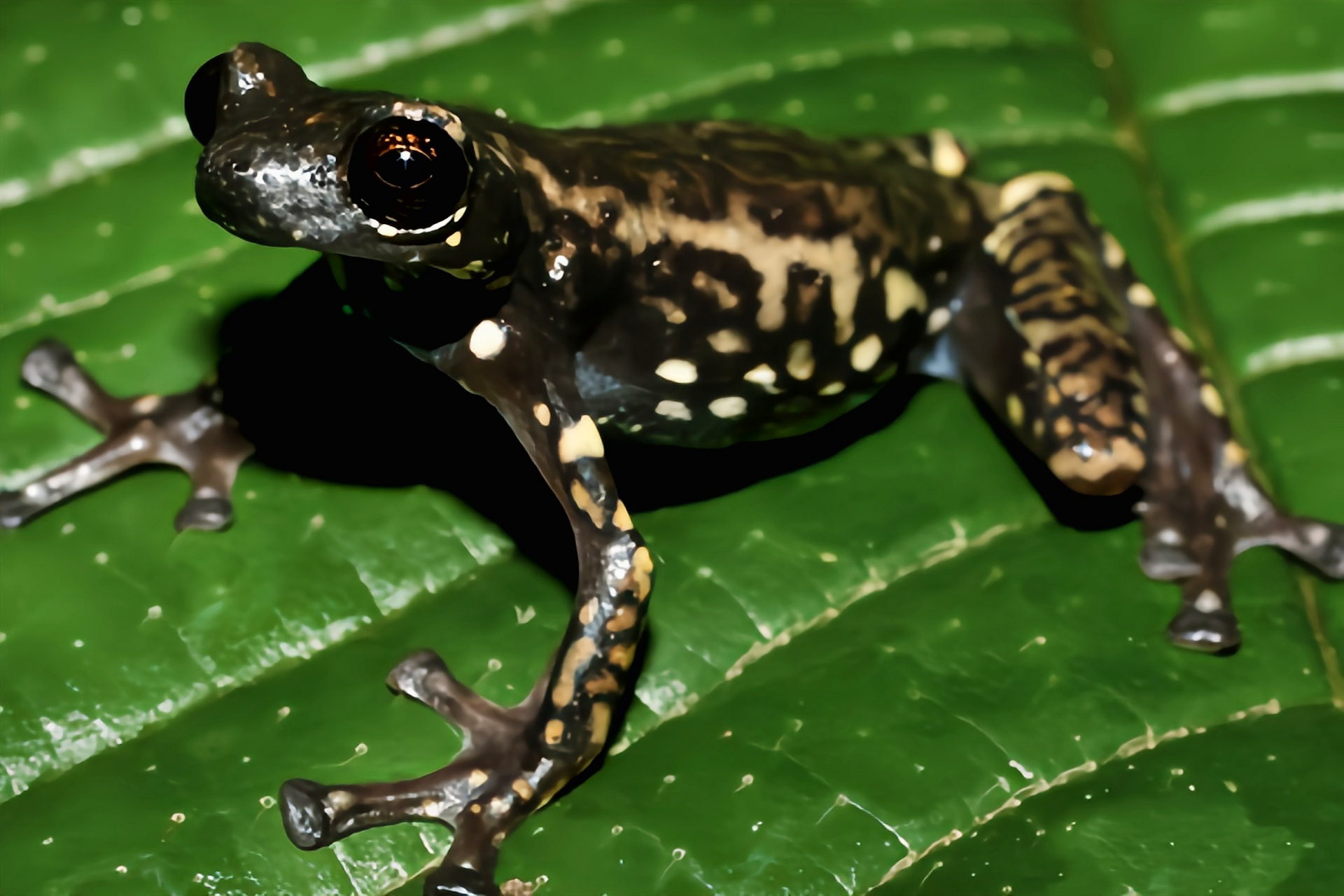 每天认识一种动物——疣蛙 疣蛙别名疣丛蛙,生活在南美洲北部.