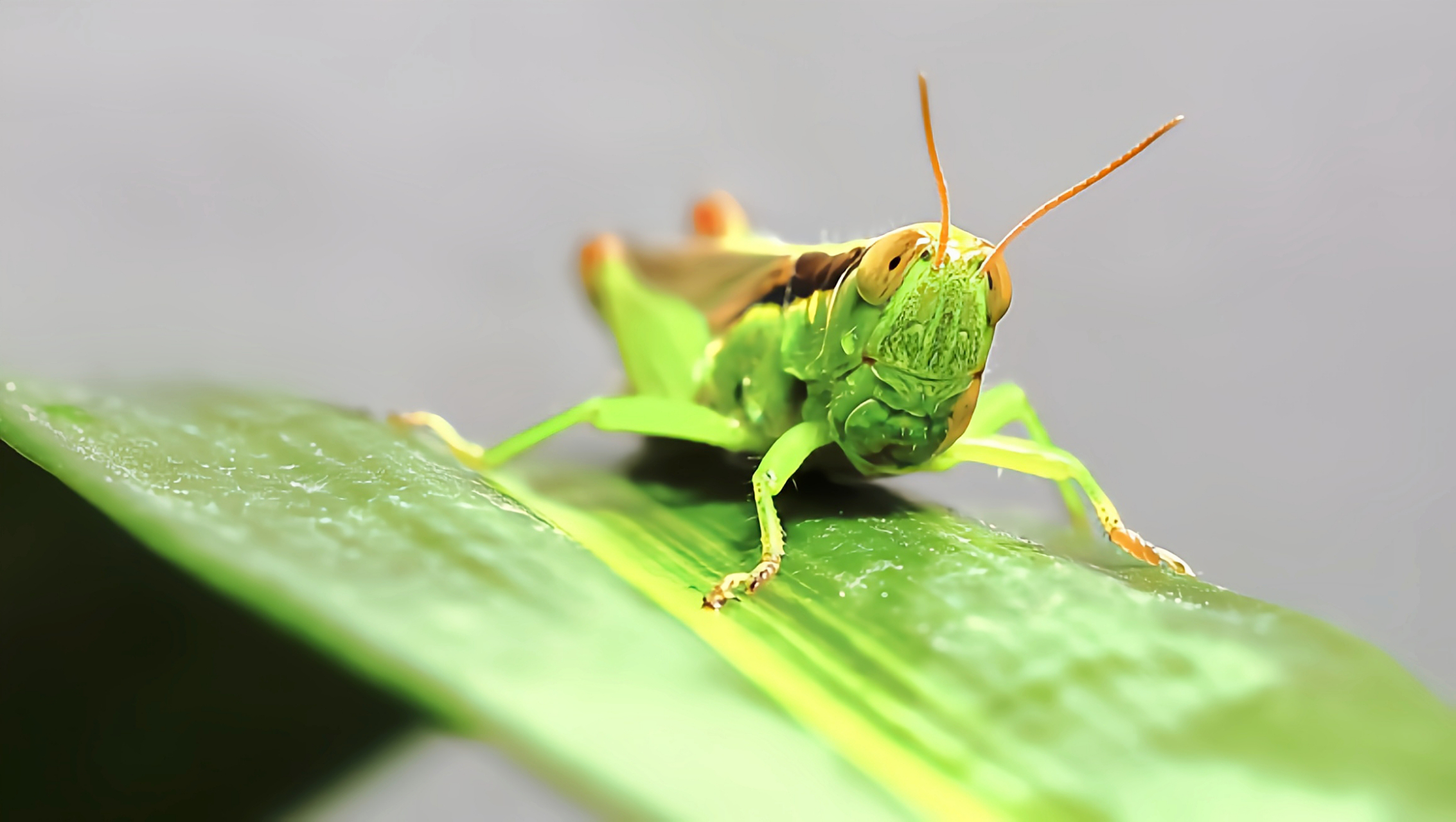 每天认识一种昆虫——长翅稻蝗 长翅稻蝗是生活在水稻田里的蝗虫,雌雄