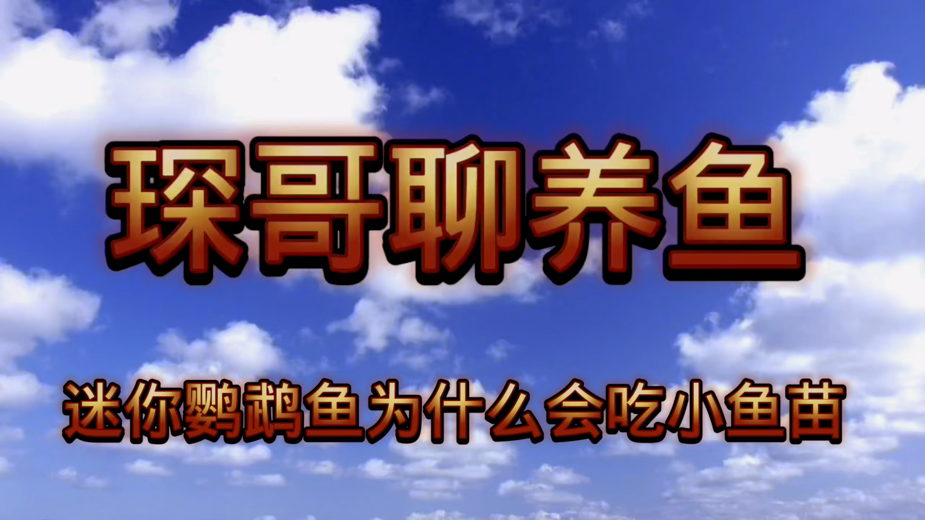 迷你鹦鹉鱼为什么会吃小鱼苗