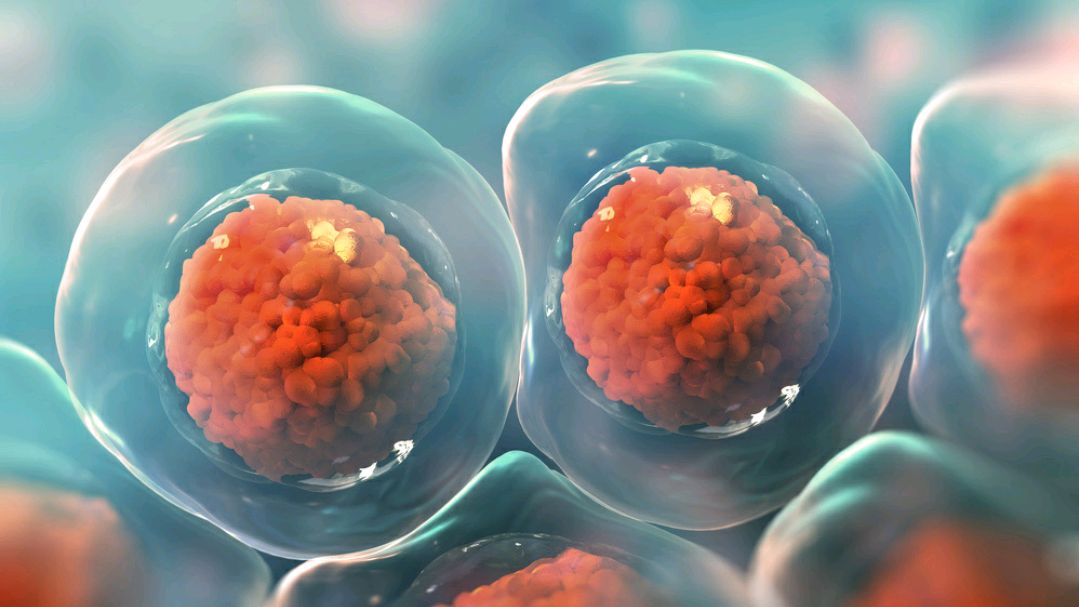 干细胞疗法:保持年轻活力的最佳选择