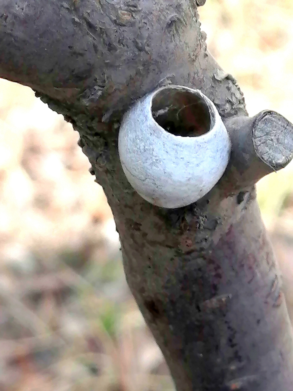 东北杨拉罐  鳞翅目昆虫蛾类的蛹俗称杨拉罐.