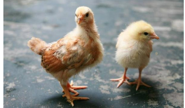 小鸡晚上一直叫是为什么