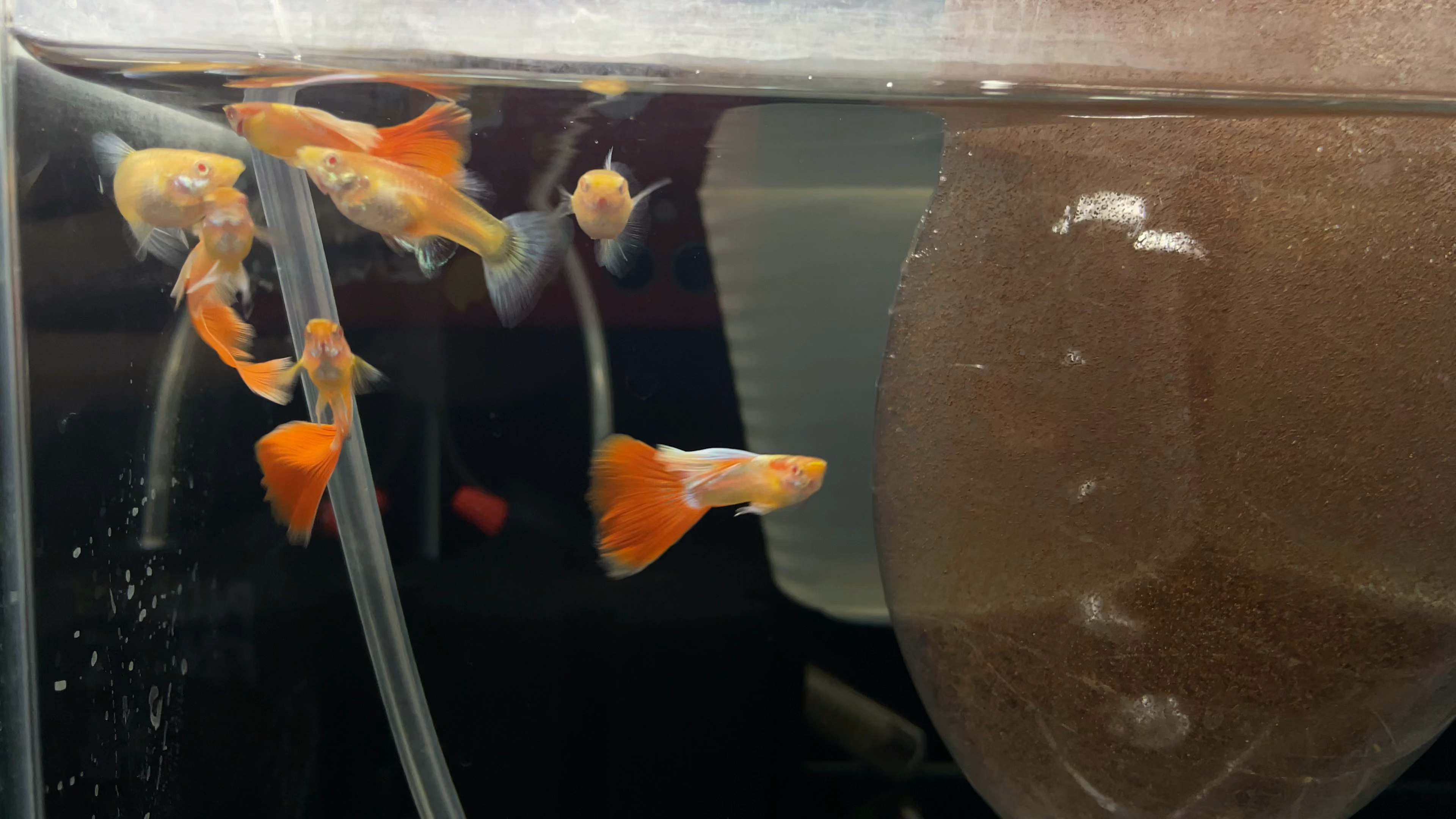 为什么养鱼的时候不喂不死鱼,越喂越死鱼