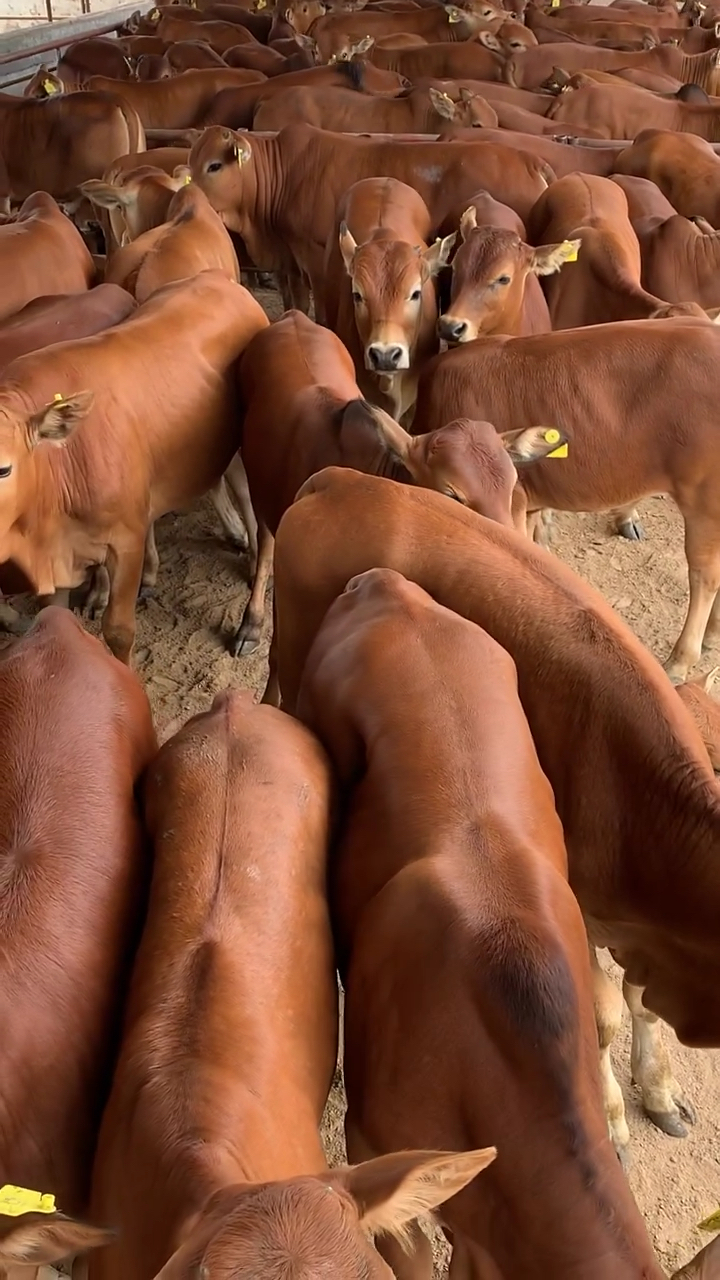 山东最大的肉牛养殖场,出栏800头黄牛犊,养殖户们福利来了!