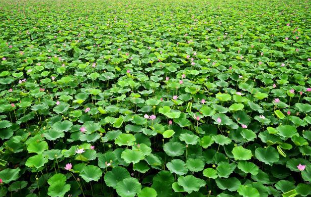 山东不该被忽视的湖,北方"最大的淡水湖",是4a景点