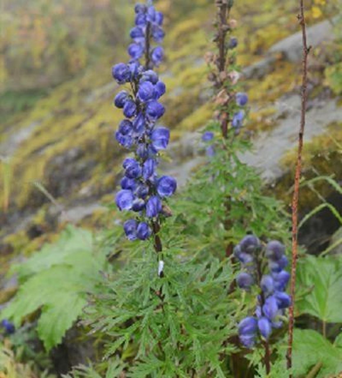 一支箭-铁棒锤 毛莨科乌头属,一年至多年生草本,不分枝;单叶互生,掌状