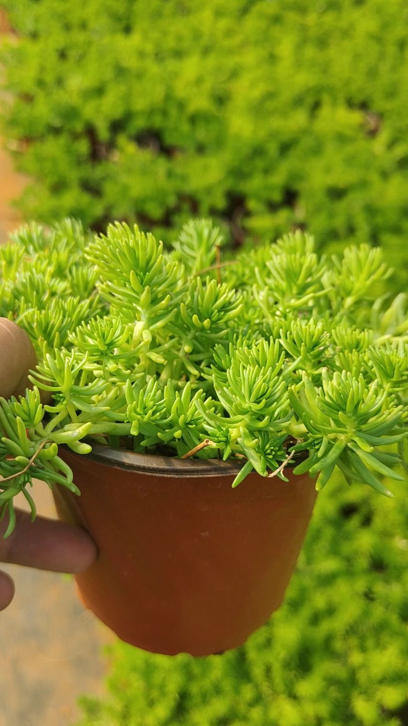 云南邹氏兄弟苗圃阿杰-佛甲草花镜观赏草