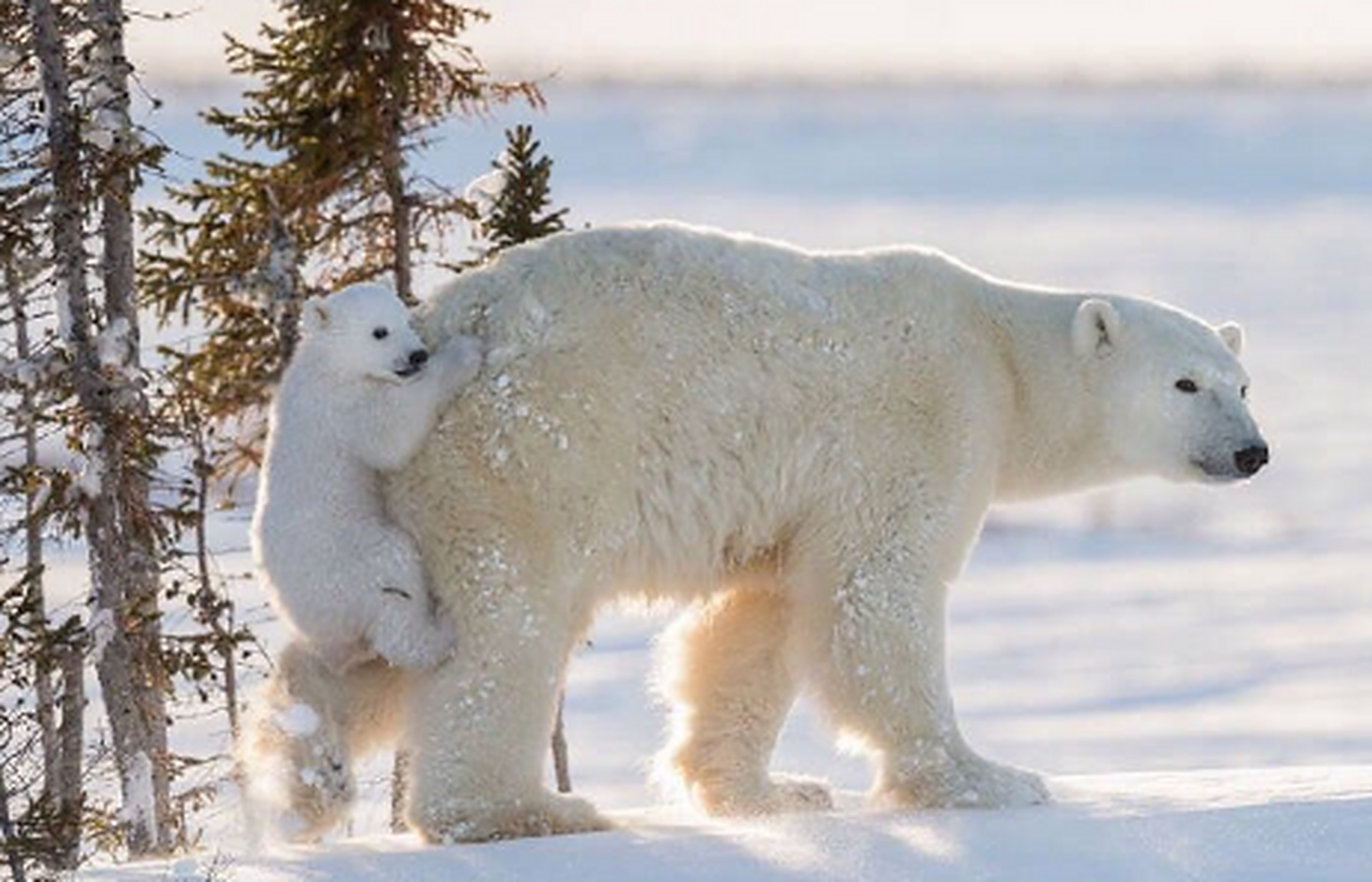 北极熊一家[大笑]