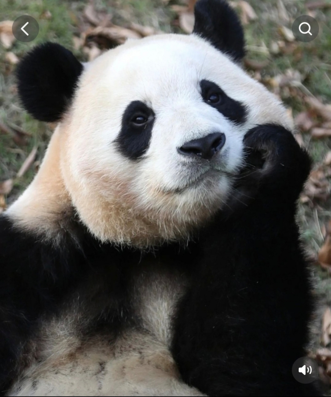 熊猫界第一漂亮.  独一无二的福宝.