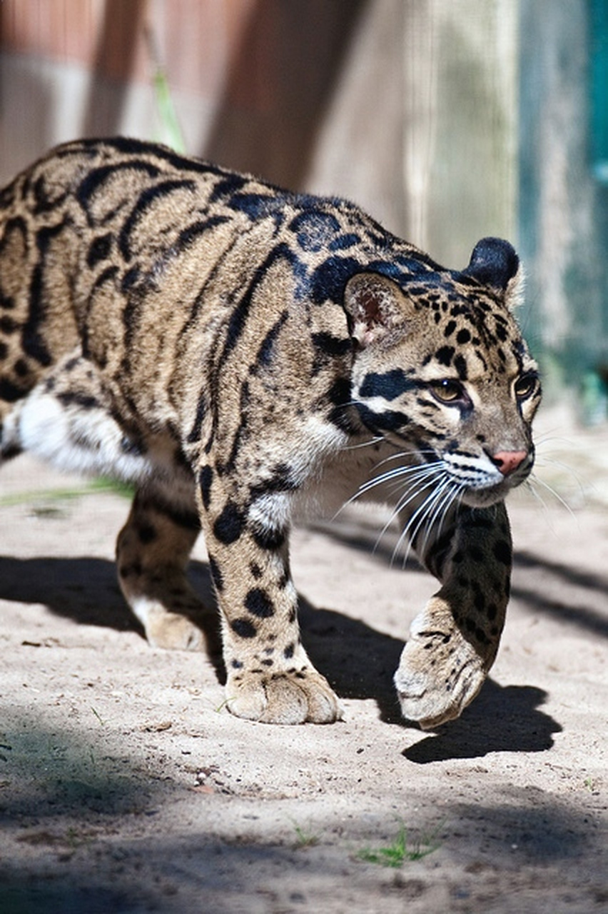 独特的云朵状花斑,白色颇具神气,步履轻盈,这就是云豹!#动物趣图