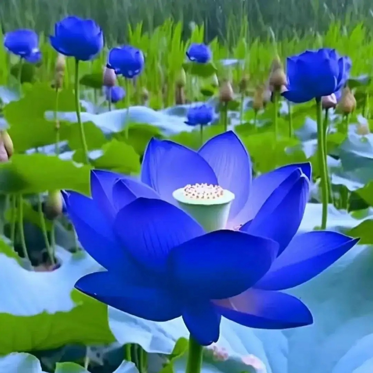 景色宜人9999心旷神怡909090