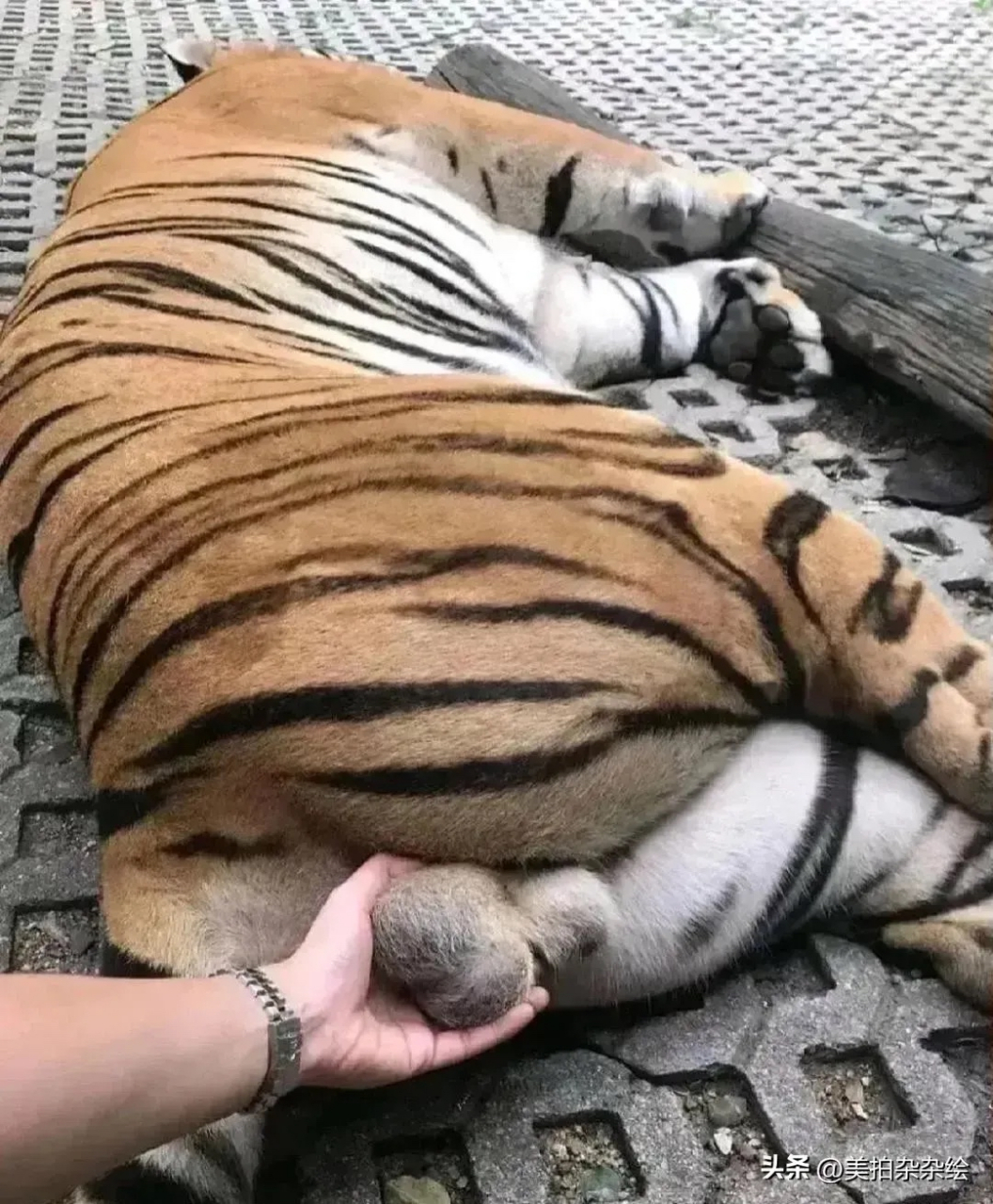 这和摸屁股比如何?我还能不能出去[捂脸][捂脸]#助我上热门