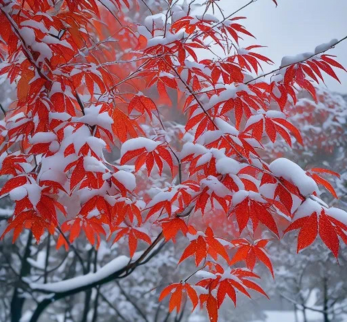 冬天的第一张照片# 喜欢冬天的枫叶,枫树上的枫叶被风一吹,好像趑翩