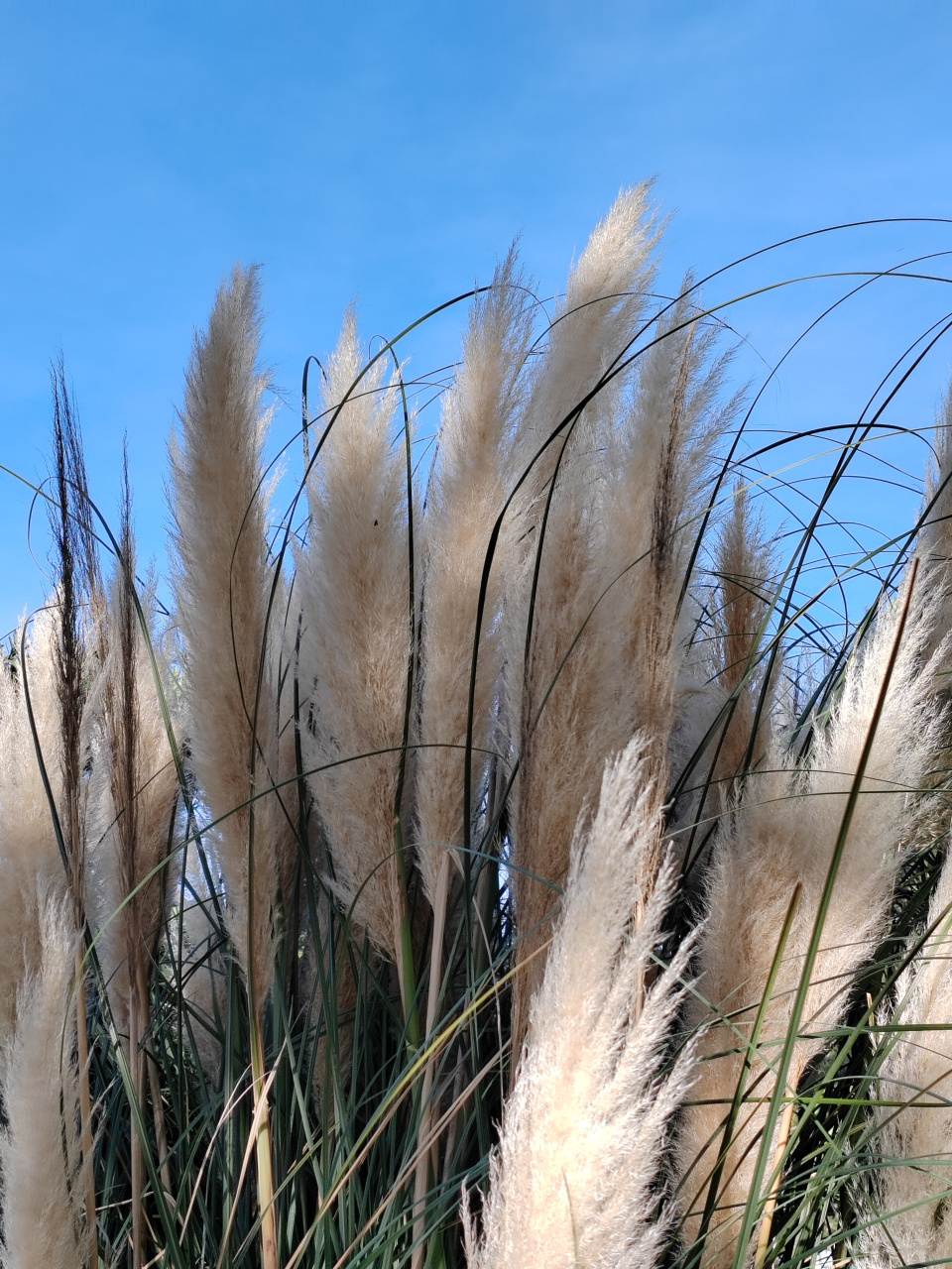 秋风中摇摆的蒲苇也很美,大自然写真摄影图片