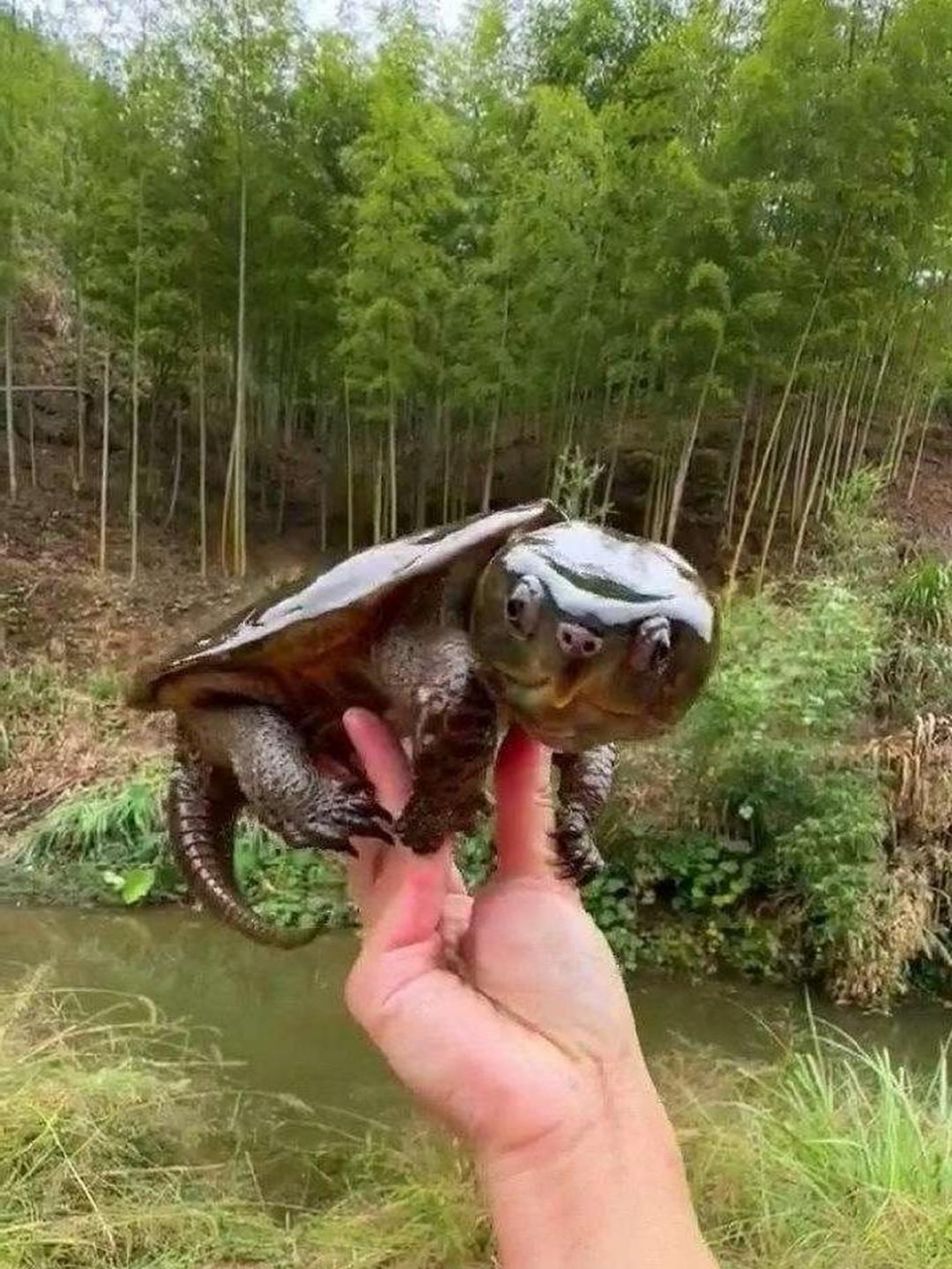 乌龟脑袋这么大?第一次见