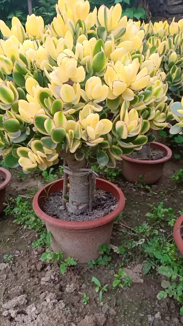 新花月锦老桩