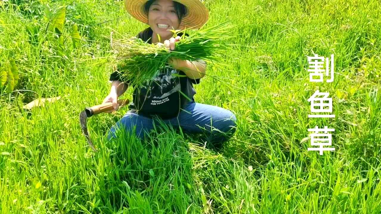 忆铭姐和妈妈去地里割鱼草,农村的鱼都是这样喂草长大的,来看看