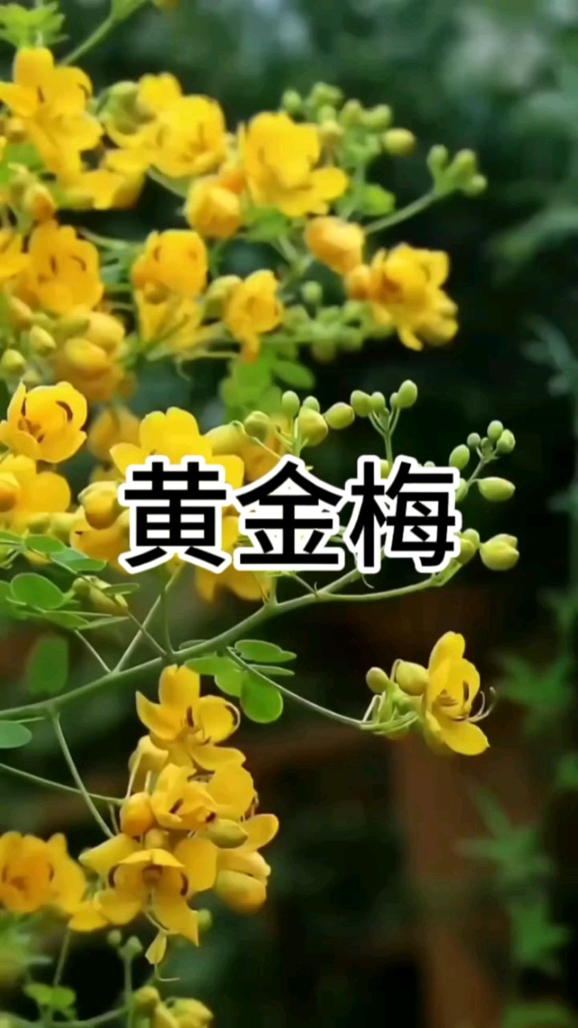 黄金梅花期长达5个月,从初秋开到深冬,花型优雅,花如金蝶,蕾如金豆