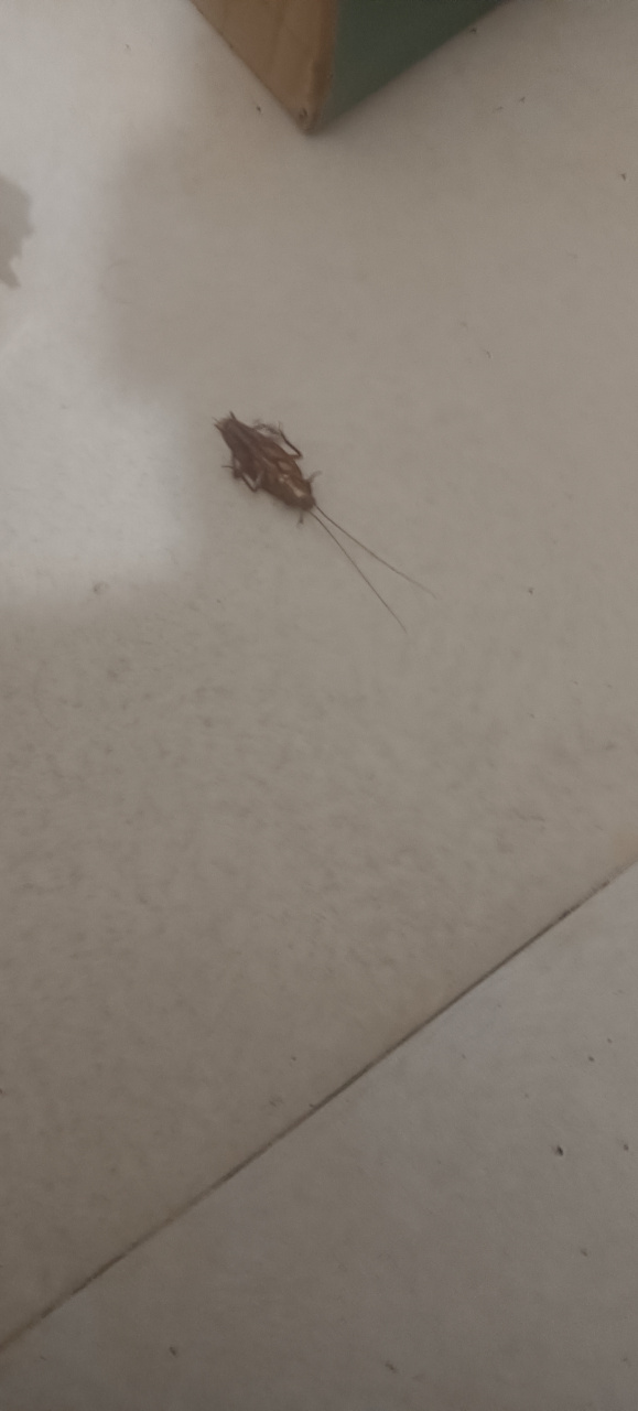 这是海南的蟑螂,在家里发现的,你就说大不大吧