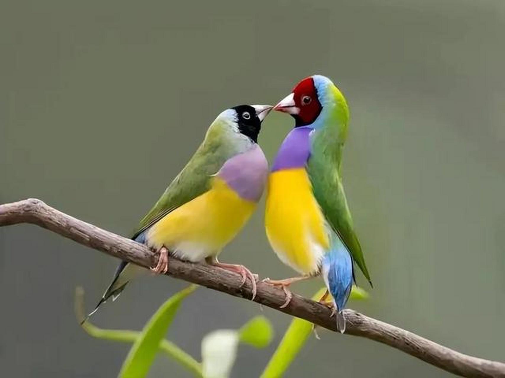 好看的彩色小鸟#摄影# #中国美景大赏