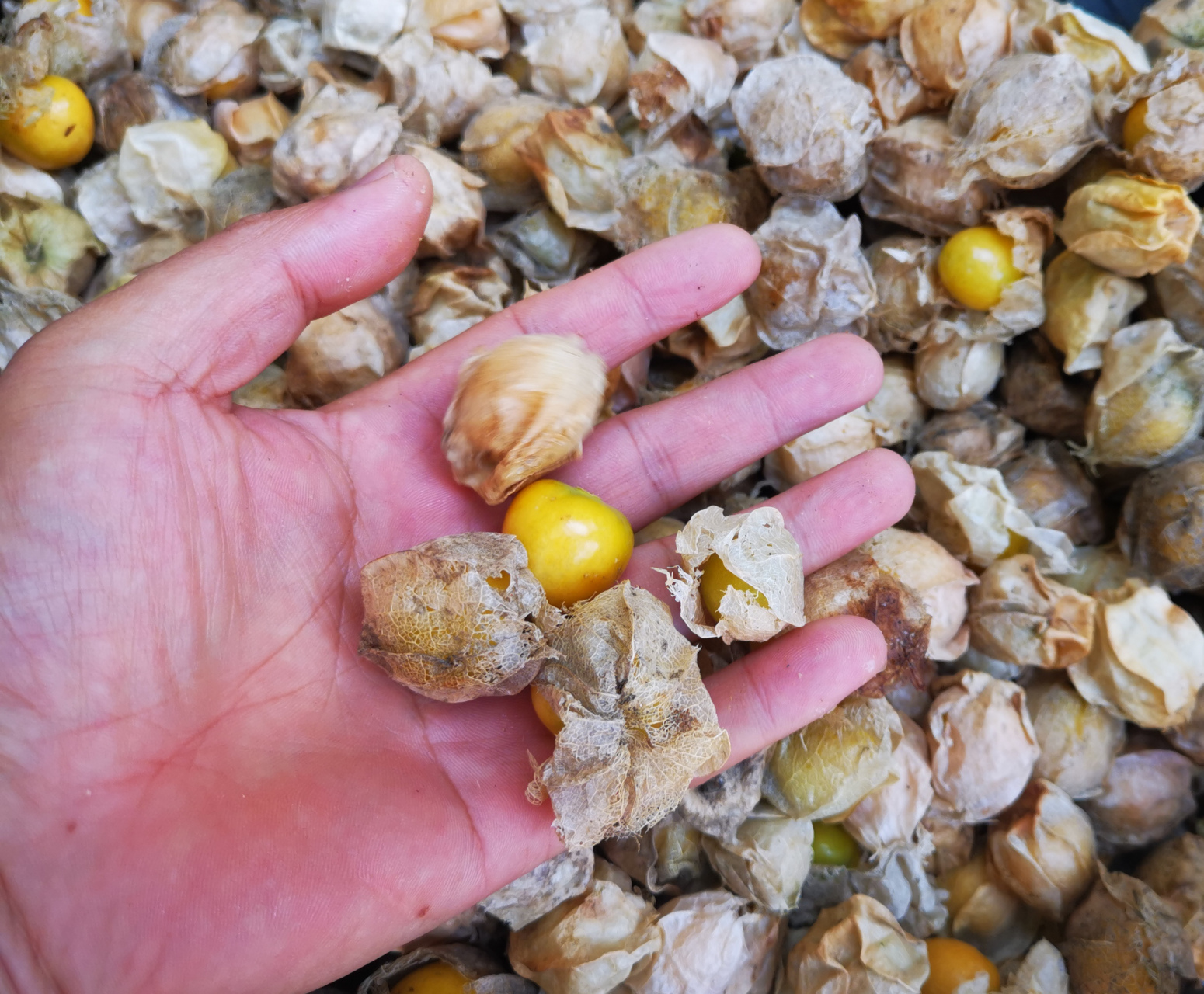 我们叫香泡】  小时候在乡下没什么水果吃,除了摘杏打枣晃桑椹之类,最