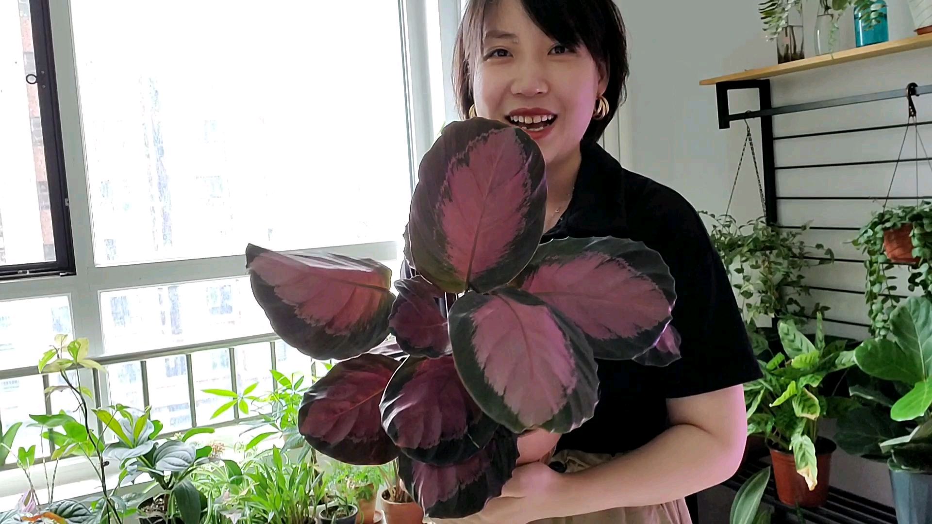 这款竹芋不仅好看还好养,不生病也不生虫!值得拥有!