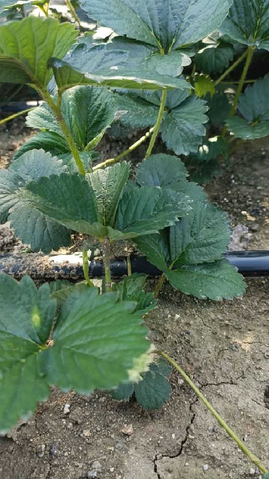 天使八号草莓苗基地