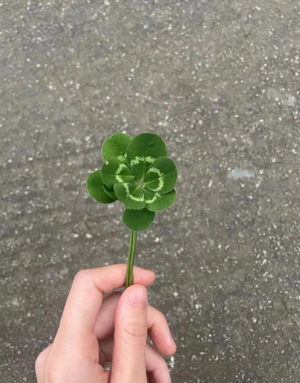 四叶草常见,您见过十二叶草吗?