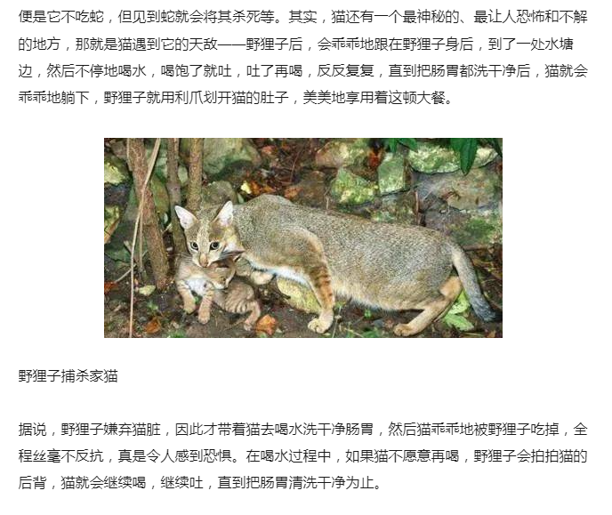 你有没有听过猫豹子(山狸子)吃猫的传说