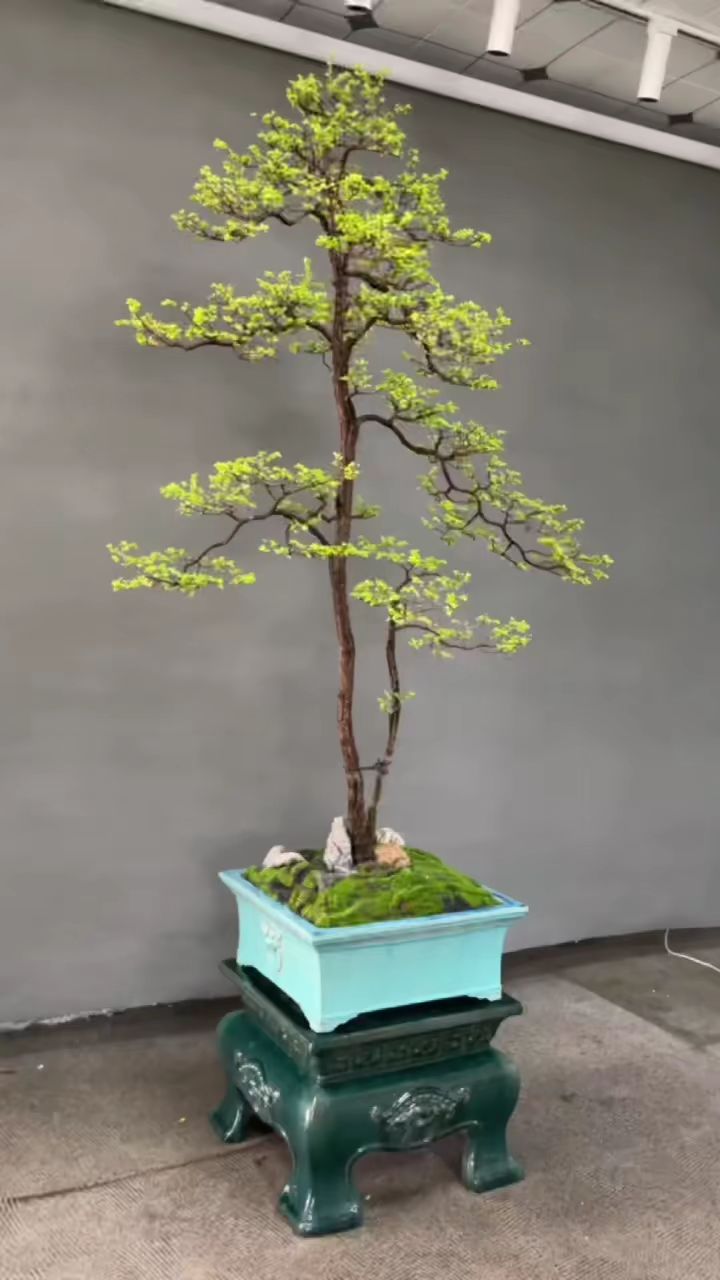 独领风骚山格木,子母树,高2.